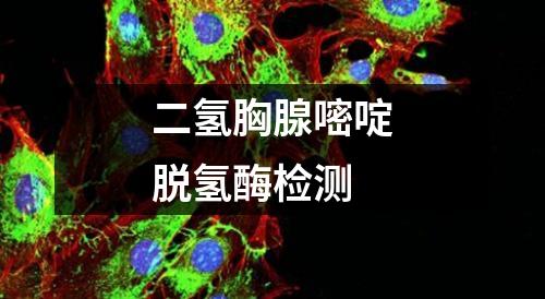 二氢胸腺嘧啶脱氢酶检测