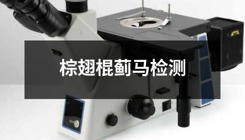 棕翅棍蓟马检测