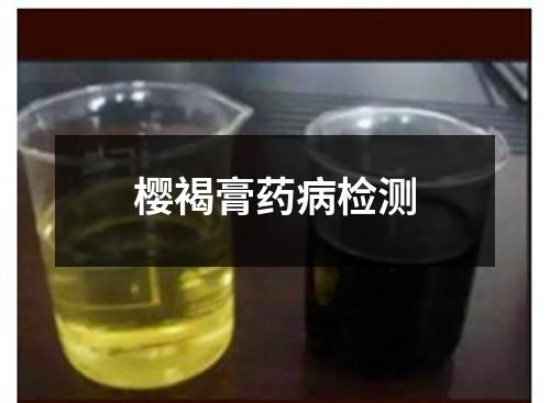 樱褐膏药病检测