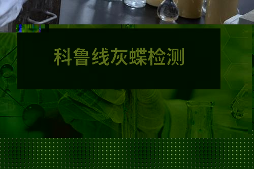 科鲁线灰蝶检测